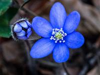 Leberblümchen Blüte neben Knospe